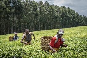 Tea Harvest in Kericho - Kenya