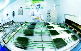 Sushi Nori Manufacturing in Hai'an