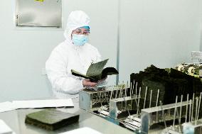 Sushi Nori Manufacturing in Hai'an