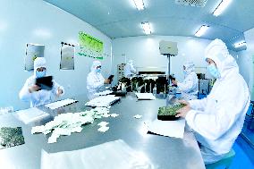 Sushi Nori Manufacturing in Hai'an
