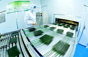 Sushi Nori Manufacturing in Hai'an