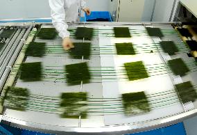 Sushi Nori Manufacturing in Hai'an