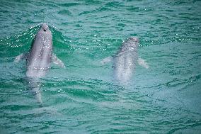 Finless Porpoises