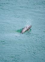 Finless Porpoises