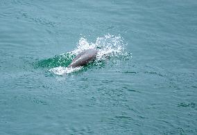 Finless Porpoises