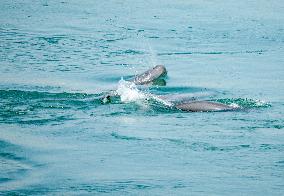 Finless Porpoises