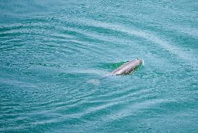 Finless Porpoises