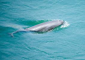 Finless Porpoises