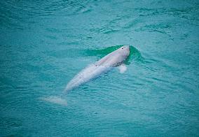 Finless Porpoises