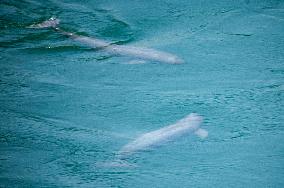 Finless Porpoises
