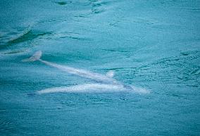 Finless Porpoises