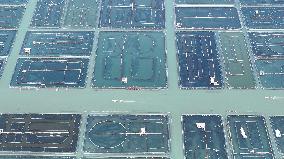 Yangcheng Lake Hairy Crab