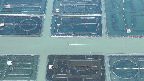 Yangcheng Lake Hairy Crab