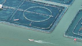 Yangcheng Lake Hairy Crab