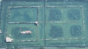 Yangcheng Lake Hairy Crab