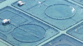 Yangcheng Lake Hairy Crab