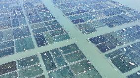Yangcheng Lake Hairy Crab