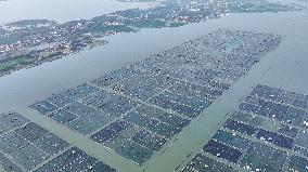 Yangcheng Lake Hairy Crab
