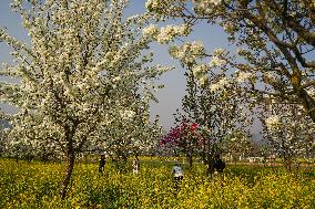 Spring In Kashmir