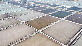 Salt Field