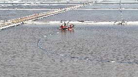 Salt Field