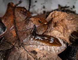 FLATWORM
