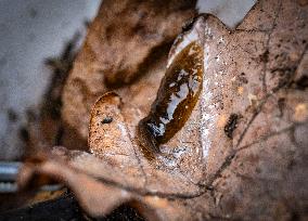 FLATWORM