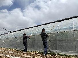 Farmers Reinforce Vegetable Greenhouses in Binzhou