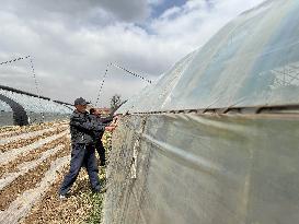Farmers Reinforce Vegetable Greenhouses in Binzhou