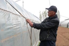 Farmers Reinforce Vegetable Greenhouses in Binzhou