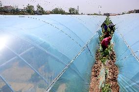 Farmers Reinforce Strawberry Greenhouses in Zaozhuang