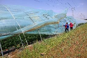 Farmers Reinforce Strawberry Greenhouses in Zaozhuang