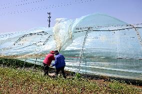 Farmers Reinforce Strawberry Greenhouses in Zaozhuang