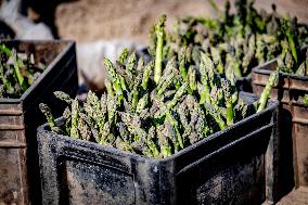 Asparagus Harvest By Migrants - Netherlands
