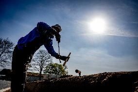 Asparagus Harvest By Migrants - Netherlands