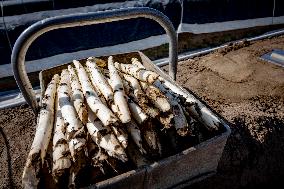 Asparagus Harvest By Migrants - Netherlands