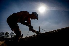 Asparagus Harvest By Migrants - Netherlands