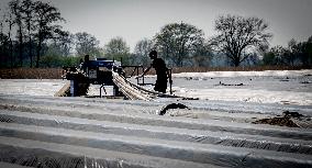 Asparagus Harvest By Migrants - Netherlands
