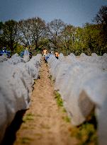 Asparagus Harvest By Migrants - Netherlands