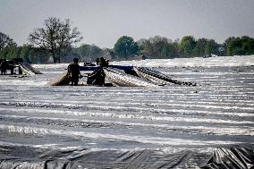 Asparagus Harvest By Migrants - Netherlands