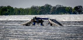 Asparagus Harvest By Migrants - Netherlands