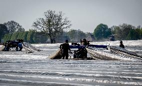 Asparagus Harvest By Migrants - Netherlands
