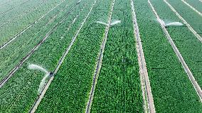 Smart Agriculture