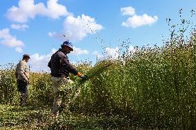 Flax Harvest In Egypt
