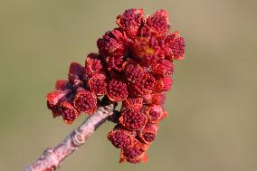 Trees Begin Budding During The Spring Season In Toronto, Canada