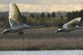 Mute Swans In Flight At The Fernald Nature Preserve