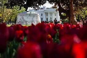 Spring at the White House