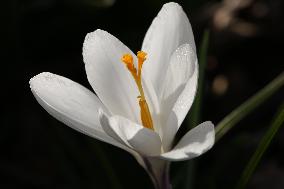 Crocus Flowers Begin To Bloom During The Spring Season In Toronto, Canada