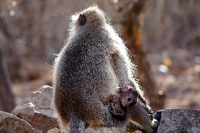 Monkeys during hot day in Pushkar - India