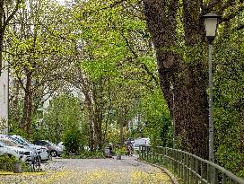 Full Bloom In Spring In A Residential Area In Munich
